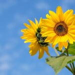 sonnenblumen